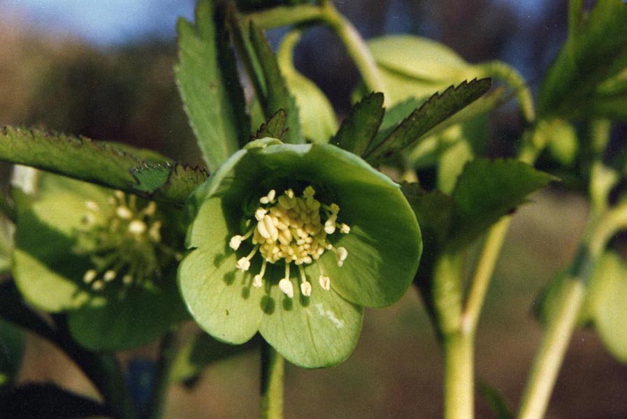 Helleborus viridis en fleurs dans les sous-bois caducifoliés des Alpes